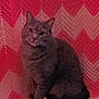 animal, blanket, cat, cozy, cute, feline, fur, gray_cat, indoor, looking, mammal, pet, pink, portrait, red, relaxed, sitting, soft, whiskers, zigzag_pattern