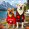 Woody participe au concours pour gagner de l'argent avec cette photo : dogs, canada, mountains, lake, autumn, maple_leaves, canadian_flag, camper_van, outdoors, nature, travel, adventure, red_hoodie, plaid_jacket, matching_outfits, standing, portrait, scenic, evergreen_trees, rocky_shore
