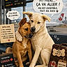 Woody participe au concours pour gagner de l'argent avec cette photo : dogs, puppies, two_dogs, siblings, airport, airplane, travel, canada, maple_leaf, suitcase, luggage, seated, cuddling, cute, nervous, friendship, brothers, speech_bubbles, french_text, airport_terminal