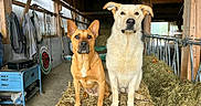 Woody a rejoint le concours — aidez-le/la à gagner de superbes lots ! dogs, dog_portrait, two_dogs, farm, barn, hay, hay_bale, rural,  농장, wooden_structure, animal, pets, sitting, standing, looking_at_camera, brown_dog, cream_dog, floppy_ears, pointed_ears, agriculture