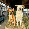dogs, dog_portrait, two_dogs, farm, barn, hay, hay_bale, rural,  농장, wooden_structure, animal, pets, sitting, standing, looking_at_camera, brown_dog, cream_dog, floppy_ears, pointed_ears, agriculture
