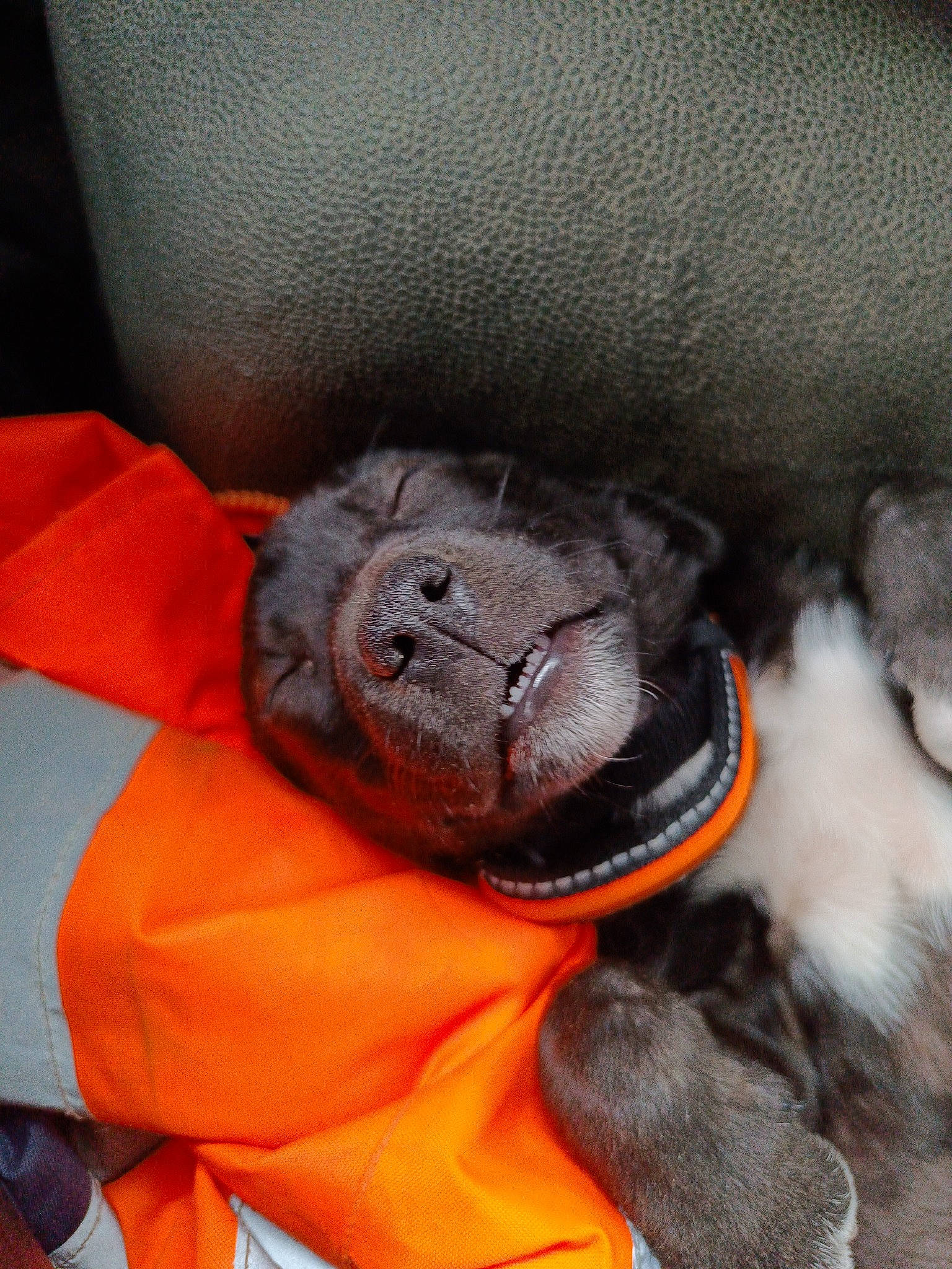 Cookie a rejoint le concours — aidez-le/la à gagner de superbes lots ! canidae, carnivore, claw, comfort, companion_dog, dog, dog_breed, ear, fawn, fur, liver, orange, puppy, snout, sporting_group, stuffed_toy, terrestrial_animal, whiskers, working_animal, wrinkle