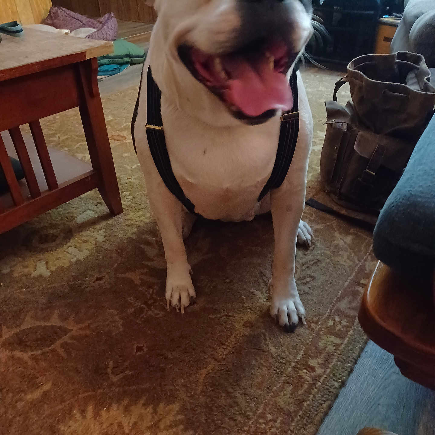 Dumplin is registered to the contest to win money with this photo: accessories, animal, architecture, bag, boxer, building, bulldog, canine, dog, furniture, handbag, hardwood, indoors, livingroom, pet, pitbull, plywood, room, table, wood