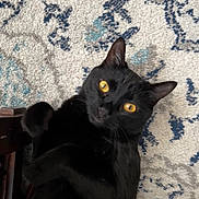 Timmy joined the competition — help win amazing prizes! black_cat, cat, pet, animal, indoor, carpet, patterned_carpet, yellow_eyes, fur, whiskers, ears, paw, curious, playful, close_up, feline, domestic_cat, resting, looking_at_camera, tilted_head