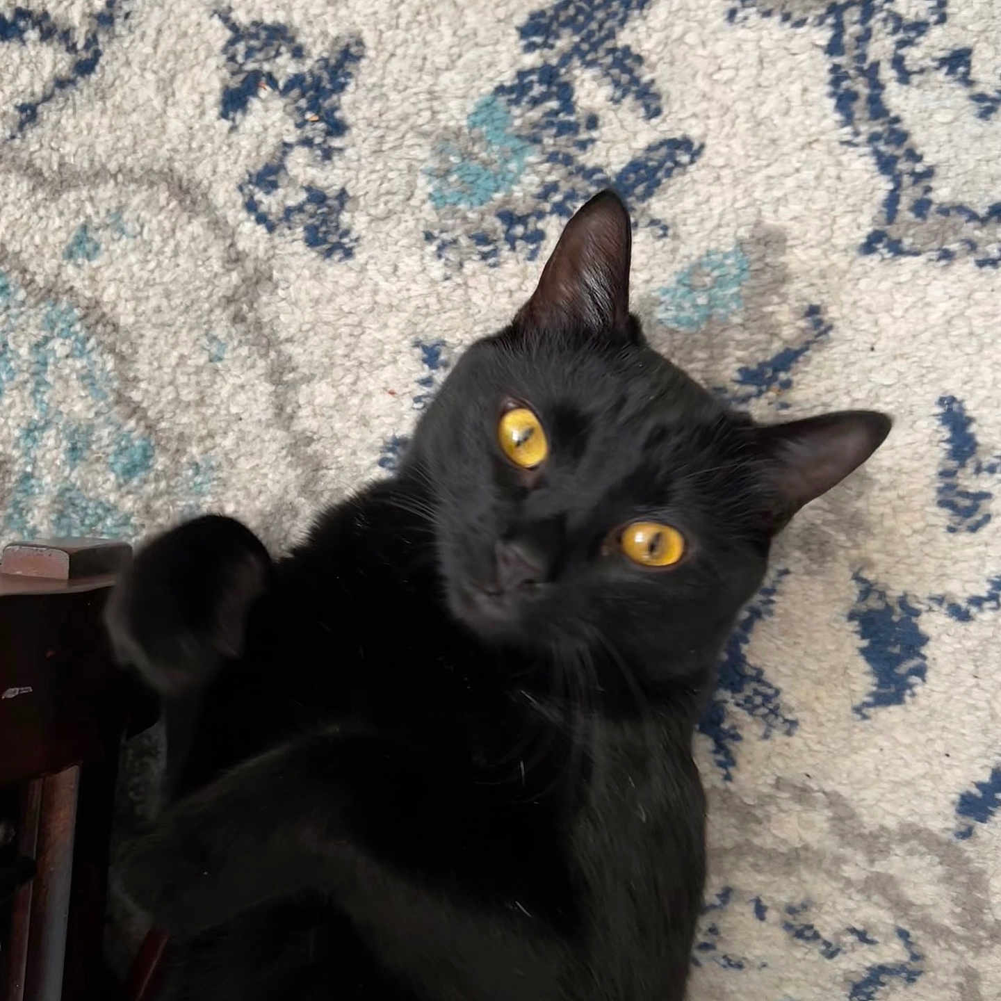 Timmy joined the competition — help win amazing prizes! black_cat, cat, pet, animal, indoor, carpet, patterned_carpet, yellow_eyes, fur, whiskers, ears, paw, curious, playful, close_up, feline, domestic_cat, resting, looking_at_camera, tilted_head