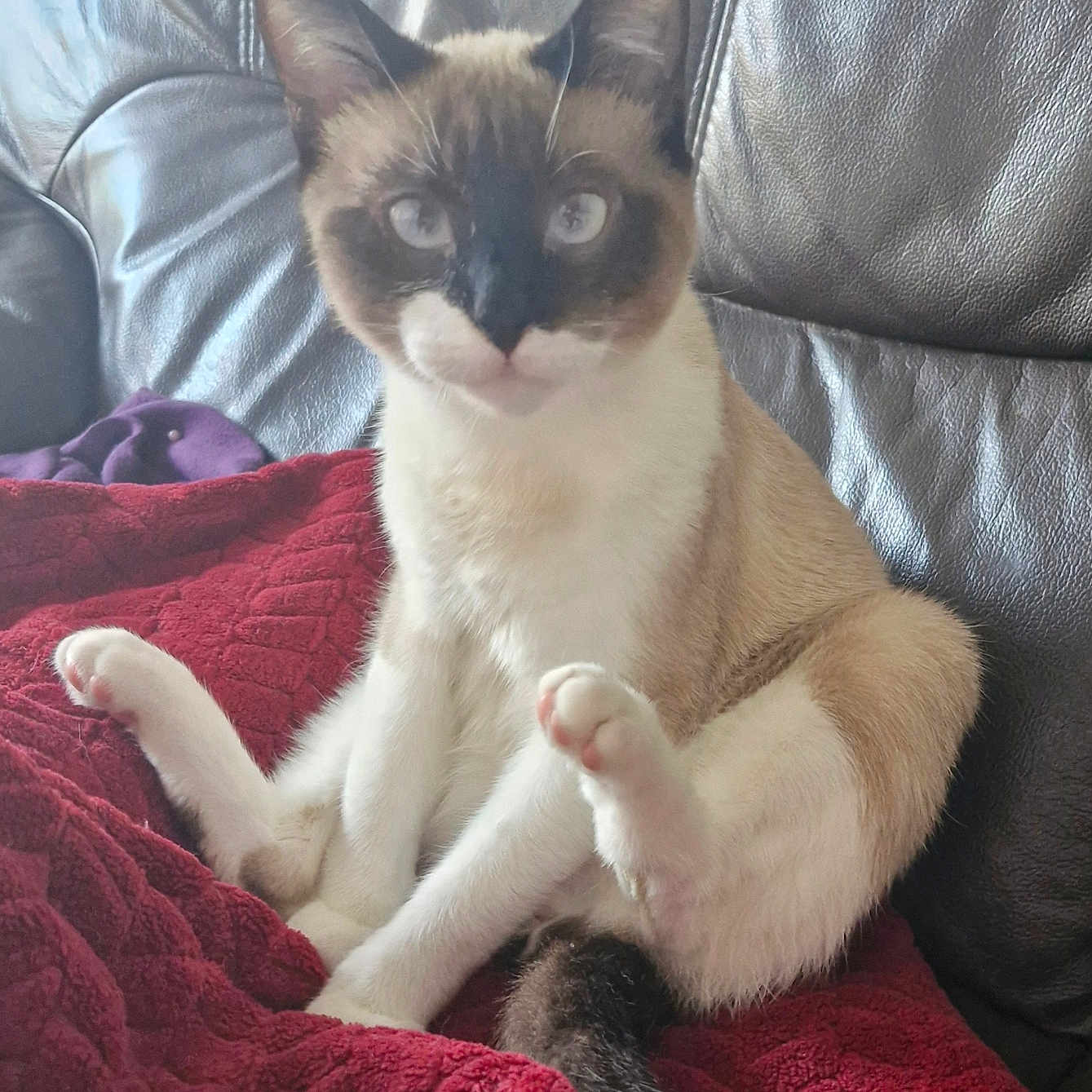 Litchi a rejoint le concours — aidez-le/la à gagner de superbes lots ! animal, blanket, blue_eyes, cat, couch, cozy, curious, feline, fur, home, indoor, leather_couch, paw, pet, red_blanket, relaxed, siamese_cat, sitting, tail, whiskers