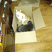 Butterbean joined the competition — help win amazing prizes! animal, box, cabinet, cardboard_box, cat, cats, collar, companions, domestic, door_mat, floor, furniture, gray_cat, home, indoor, orange_cat, pet, relaxing, two_animals, wooden_floor