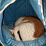 animal, blue, cat, collar, comfort, cozy, curled_up, cute, domestic, feline, fur, hidden_face, indoor, pet_bed, plush, resting, shark_shape, sleeping, soft, warm