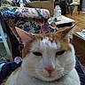 Butterbean joined the competition — help win amazing prizes! background, box, cat, close_up, domestic_animal, ears, face, floral_pattern, furniture, home, household, indoor, living_room, orange_and_white, pet, relaxed, sofa, table, whiskers, wooden_floor