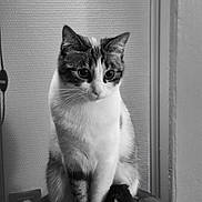 Gaïa participe au concours pour gagner de l'argent avec cette photo : cat, black_and_white, indoor, sitting, curious, feline, pet, cushion, wall, doorframe, soft_fur, portrait, animal, whiskers, ears, paws, domestic_cat, texture, monochrome, quiet