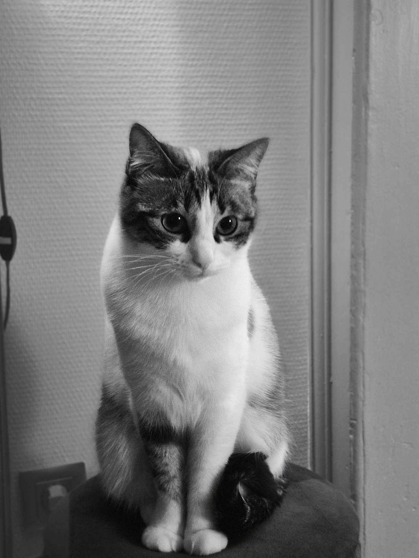 Gaïa participe au concours pour gagner de l'argent avec cette photo : cat, black_and_white, indoor, sitting, curious, feline, pet, cushion, wall, doorframe, soft_fur, portrait, animal, whiskers, ears, paws, domestic_cat, texture, monochrome, quiet