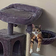 Mariposa joined the competition — help win amazing prizes! animal, calico_cat, cat, cat_tree, domestic_cat, ears, face, fur, furniture, hammock, home, indoor, looking, lounging, paws, pet, purple, relaxed, resting, whiskers
