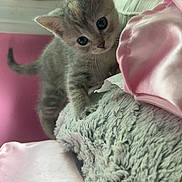 Carina joined the competition — help win amazing prizes! kitten, cat, pet, curious, soft_blanket, pink_bedspread, toy_figure, window, indoor, cozy, furry, animal, young, cute, exploring, bedroom, soft_light, furniture, playful, small