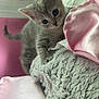 kitten, cat, pet, curious, soft_blanket, pink_bedspread, toy_figure, window, indoor, cozy, furry, animal, young, cute, exploring, bedroom, soft_light, furniture, playful, small
