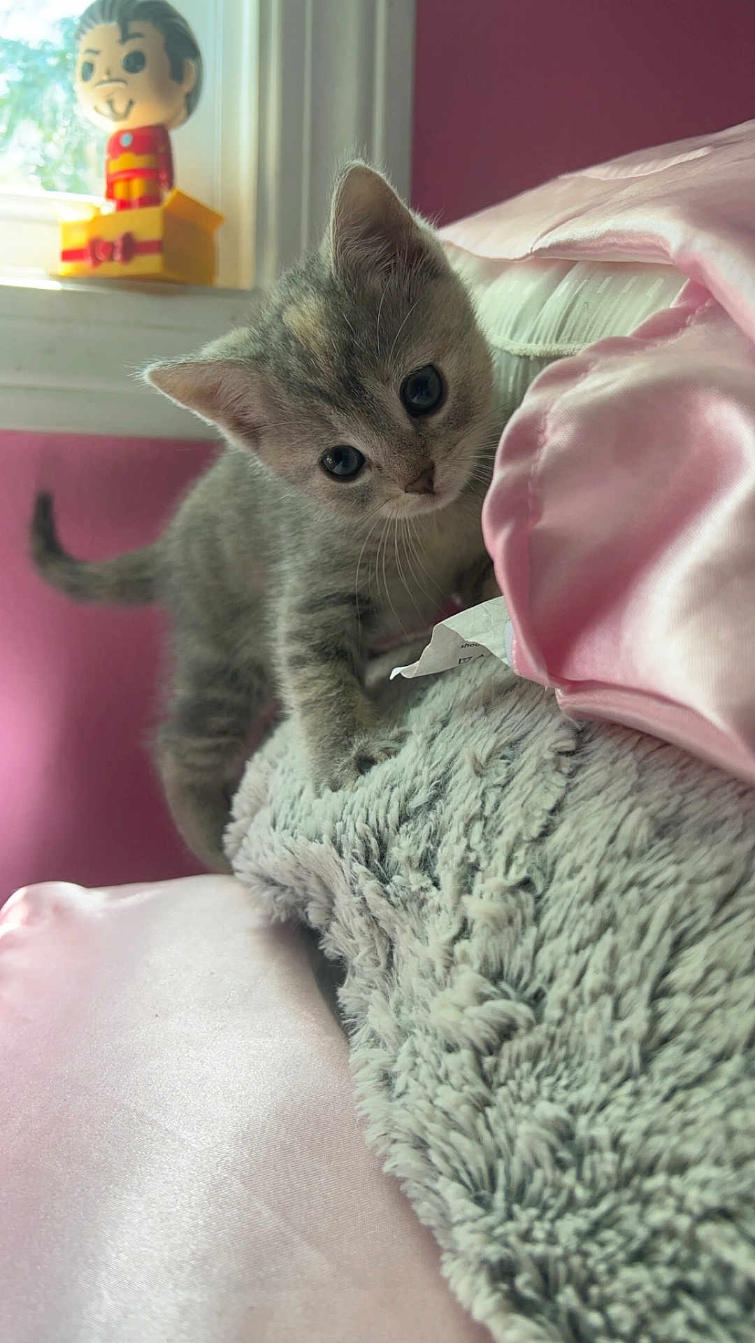 Carina joined the competition — help win amazing prizes! kitten, cat, pet, curious, soft_blanket, pink_bedspread, toy_figure, window, indoor, cozy, furry, animal, young, cute, exploring, bedroom, soft_light, furniture, playful, small