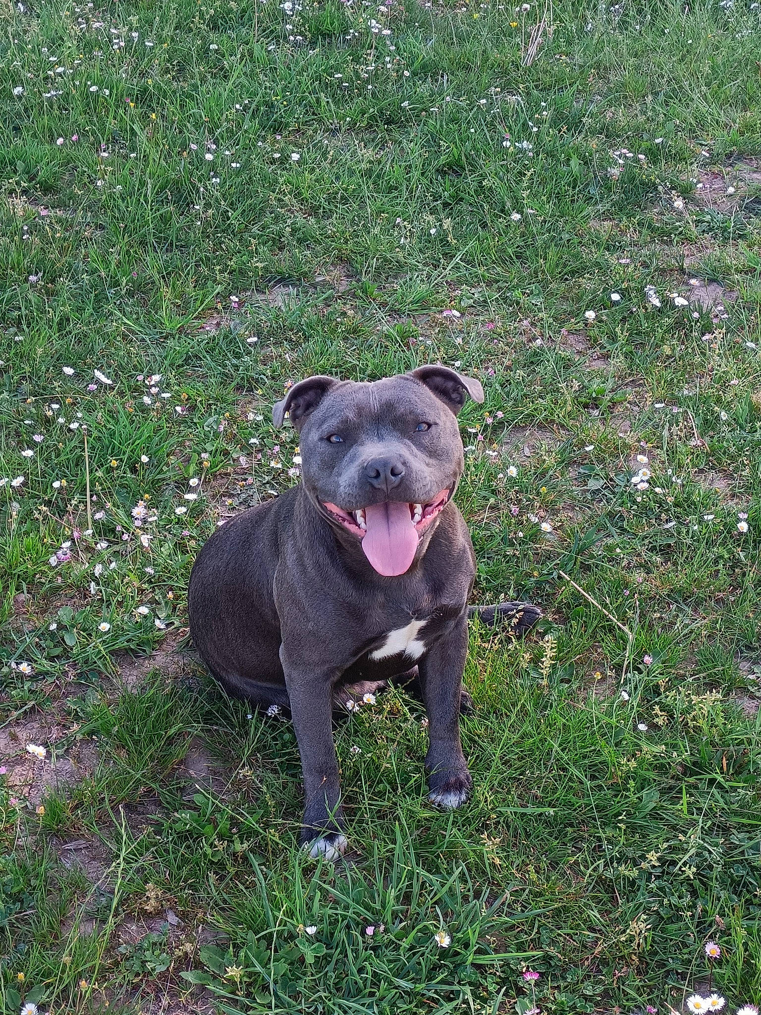 Scarlett a rejoint le concours — aidez-le/la à gagner de superbes lots ! canidae, carnivore, companion_dog, dog_breed, fang, fur, grass, grassland, groundcover, herbaceous_plant, livestock, marsupial, non_sporting_group, plant, sporting_group, tail, tasmanian_devil, terrestrial_animal, whiskers, working_animal