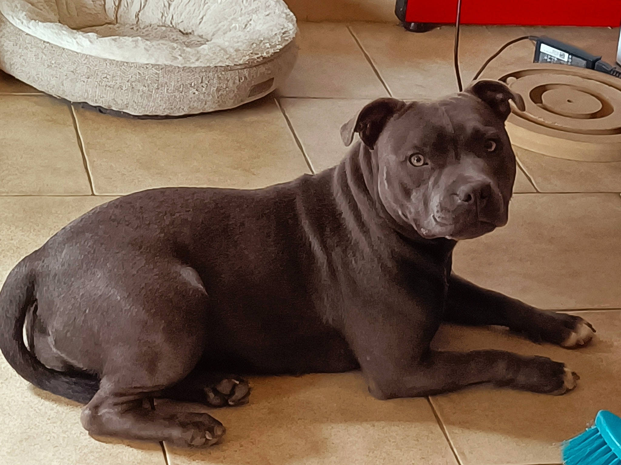 Scarlett participe au concours pour gagner de l'argent avec cette photo : ancient_dog_breeds, canidae, carnivore, companion_dog, dog, dog_breed, dog_collar, fawn, flooring, guard_dog, liver, metal, non_sporting_group, paw, snout, sporting_group, tail, terrestrial_animal, whiskers, working_animal