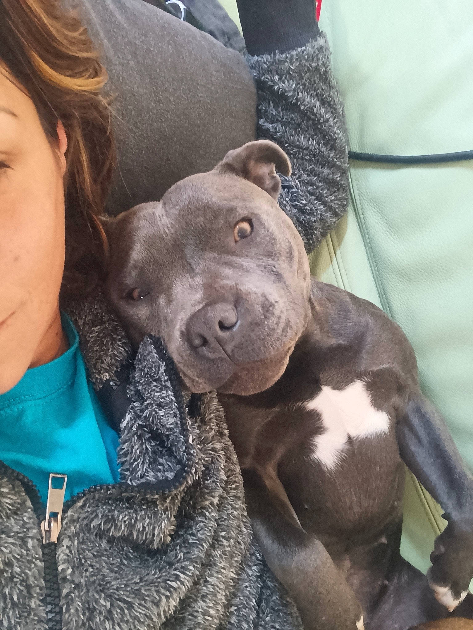 Scarlett participe au concours pour gagner de l'argent avec cette photo : borador, canidae, carnivore, collar, comfort, companion_dog, dog, dog_breed, fawn, fur, grey, guard_dog, happy, non_sporting_group, selfie, snout, sporting_group, terrestrial_animal, whiskers, working_animal