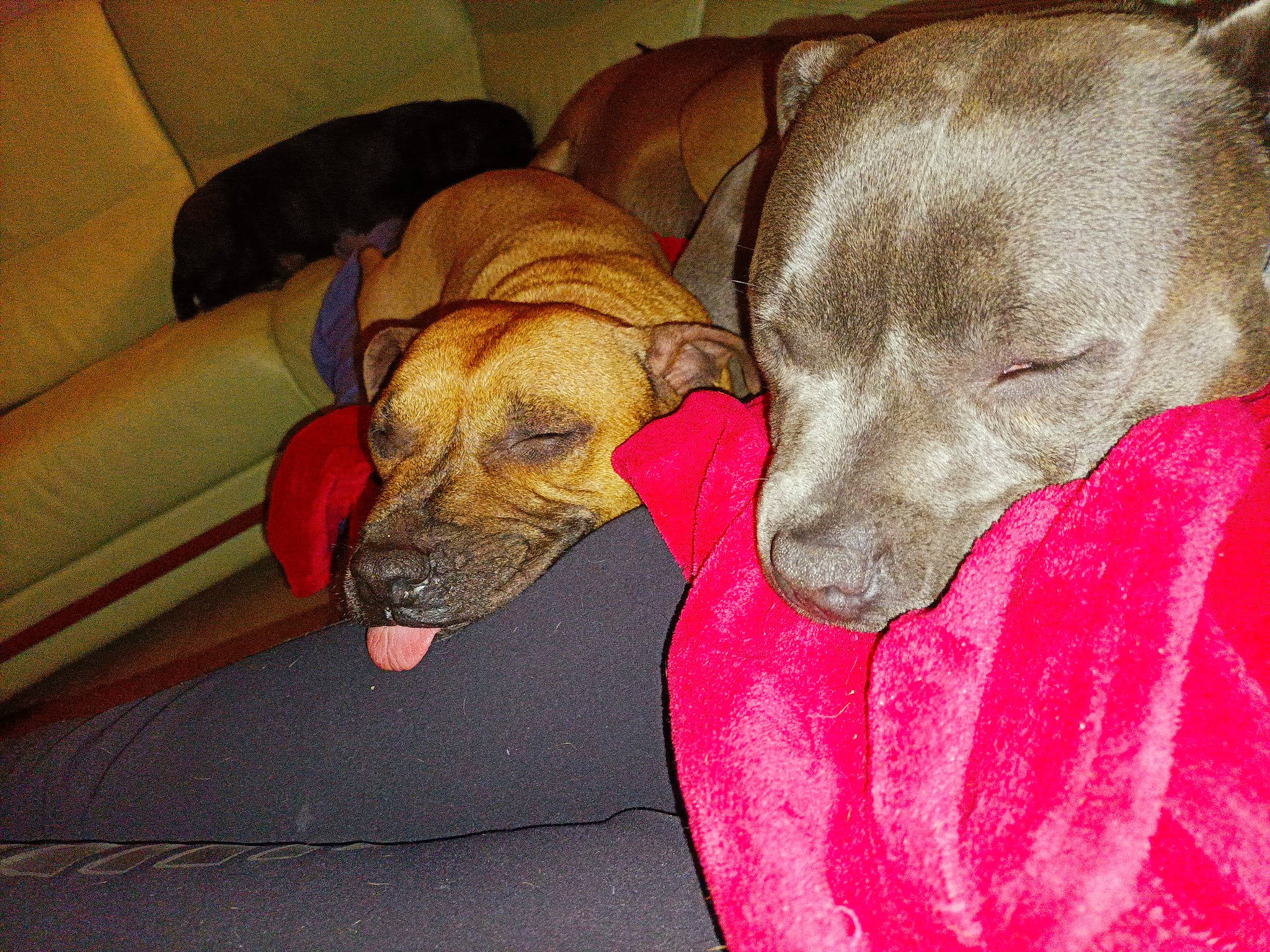 Scarlett participe au concours pour gagner de l'argent avec cette photo : canidae, carnivore, chair, collar, comfort, companion_dog, couch, dog, dog_breed, dog_collar, dog_supply, fawn, flooring, liver, pet_supply, sighthound, sporting_group, tail, wood, working_animal