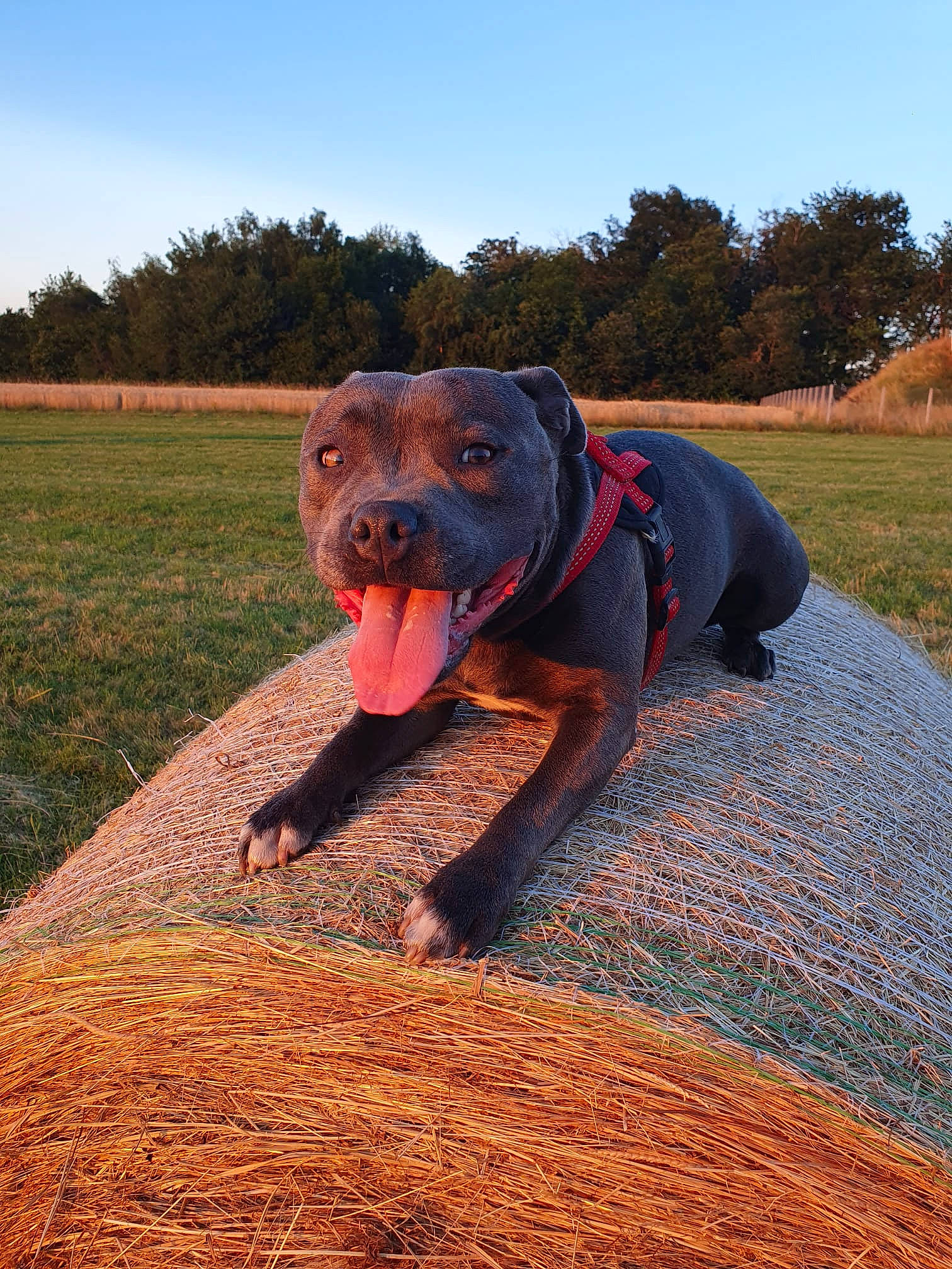 Scarlett a rejoint le concours — aidez-le/la à gagner de superbes lots ! agriculture, carnivore, collar, companion_dog, dog, dog_breed, dog_collar, fawn, field, grass, grassland, gun_dog, landscape, plant, sky, snout, soil, sporting_group, tree, working_animal
