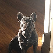 Bobarino joined the competition — help win amazing prizes! animal, bulldog, canine, dog, frenchbulldog, hardwood, indoors, interiordesign, pet, pitbull, puppy, wood