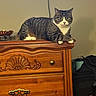 cat, tabby_cat, furniture, wooden_dresser, indoor, pet, animal, resting, looking_at_camera, domestic_cat, curious, calm, carved_wood, drawer, knob, household, cozy, quiet, feline, relaxed