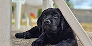 Aya participe au concours pour gagner de l'argent avec cette photo : adorable, animal, background_blur, black_labrador, blue_towel, close_up, concrete_floor, cute, daylight, dog, domestic_animal, looking_up, lying_down, outdoor, pet, plastic_chair, puppy, resting, summer, young_dog