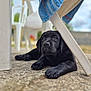 adorable, animal, background_blur, black_labrador, blue_towel, close_up, concrete_floor, cute, daylight, dog, domestic_animal, looking_up, lying_down, outdoor, pet, plastic_chair, puppy, resting, summer, young_dog