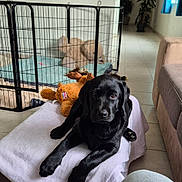 Aya a rejoint le concours — aidez-le/la à gagner de superbes lots ! black_labrador, blanket, blue_curtains, curtains, cushion, dog, home, indoor, living_room, natural_light, pet_bed, pet_fence, plant, puppy, relaxed, sofa, stuffed_toy, teddy_bear, tile_floor, toy_moose