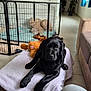 black_labrador, blanket, blue_curtains, curtains, cushion, dog, home, indoor, living_room, natural_light, pet_bed, pet_fence, plant, puppy, relaxed, sofa, stuffed_toy, teddy_bear, tile_floor, toy_moose