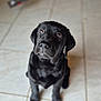 Aya participe au concours pour gagner de l'argent avec cette photo : adorable, animal, black_labrador, canine, companion, cute, dog, domestic_animal, expression, floor_tiles, fur, indoor, indoor_lighting, looking_up, pet, pet_portrait, puppy, sitting, tile_floor, young_dog