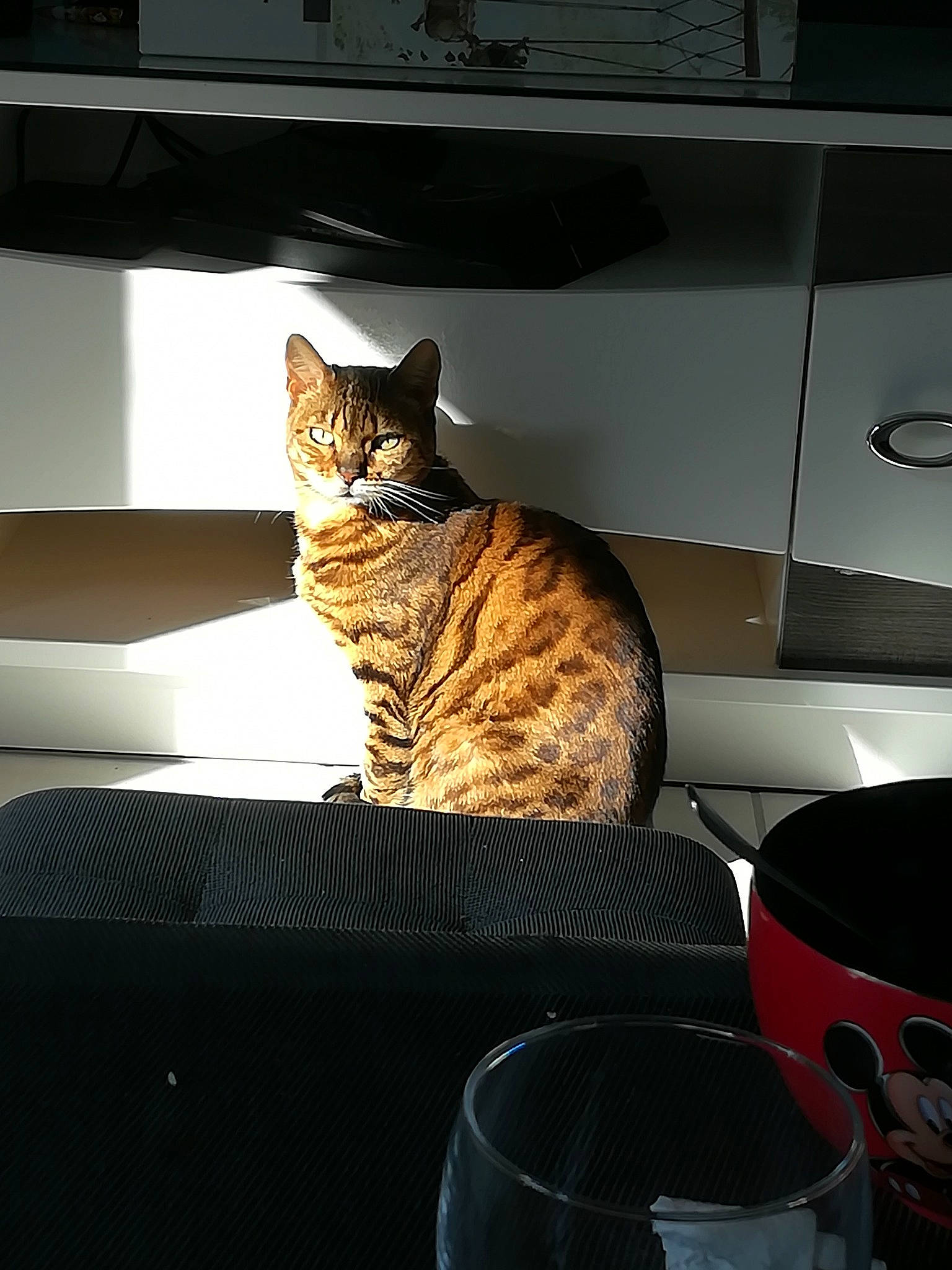 Didi participe au concours pour gagner de l'argent avec cette photo : asian, bengal, california_spangled, carnivore, cat, domestic_short_haired_cat, dragon_li, egyptian_mau, european_shorthair, felidae, fur, ocicat, pixie_bob, small_to_medium_sized_cats, tabby_cat, toyger, whiskers, window