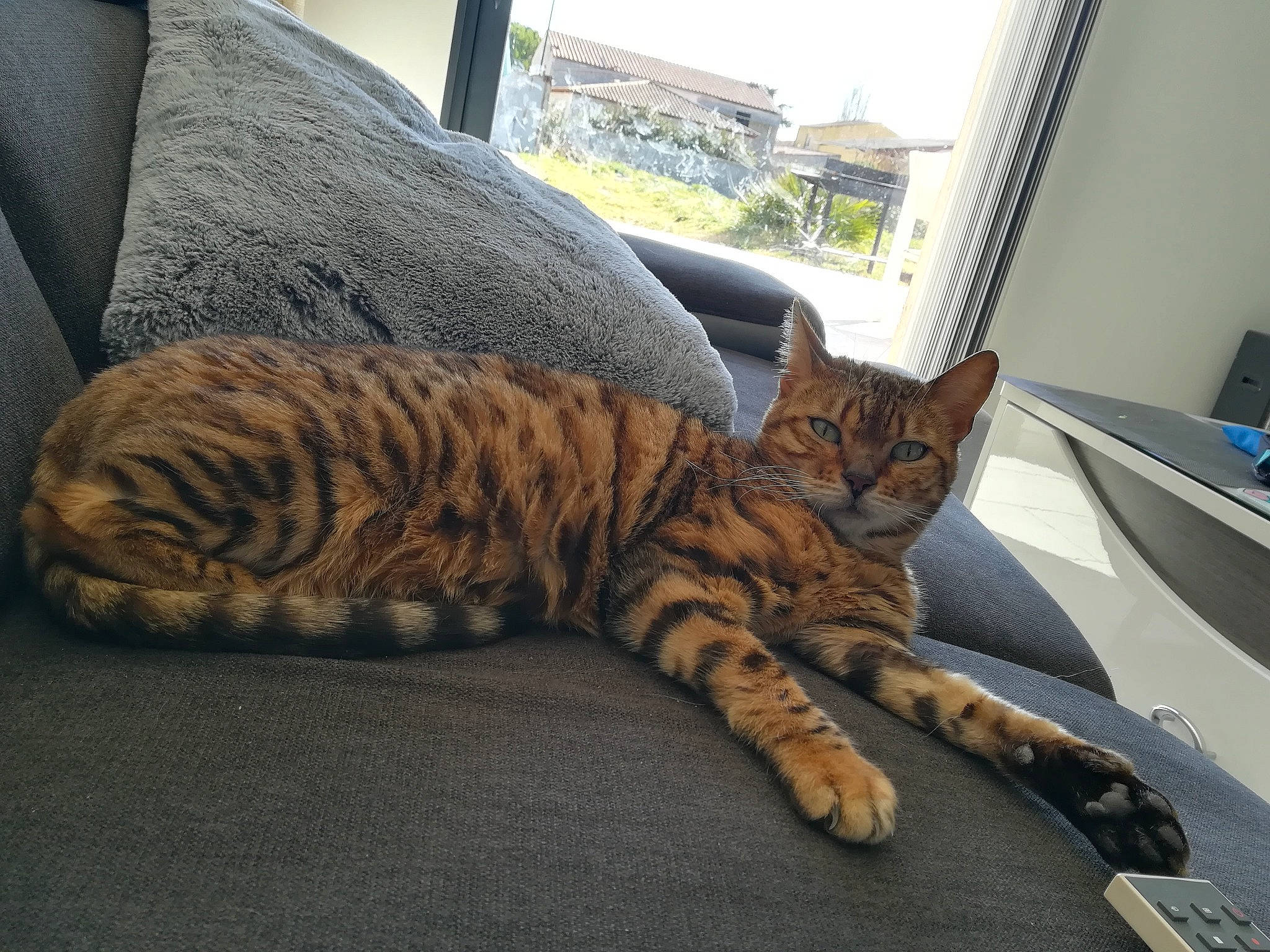 Didi participe au concours pour gagner de l'argent avec cette photo : american_shorthair, asian, bengal, california_spangled, carnivore, cat, domestic_short_haired_cat, dragon_li, european_shorthair, felidae, fur, kitten, mammal, ocicat, pixie_bob, small_to_medium_sized_cats, tabby_cat, toyger, vertebrate, whiskers