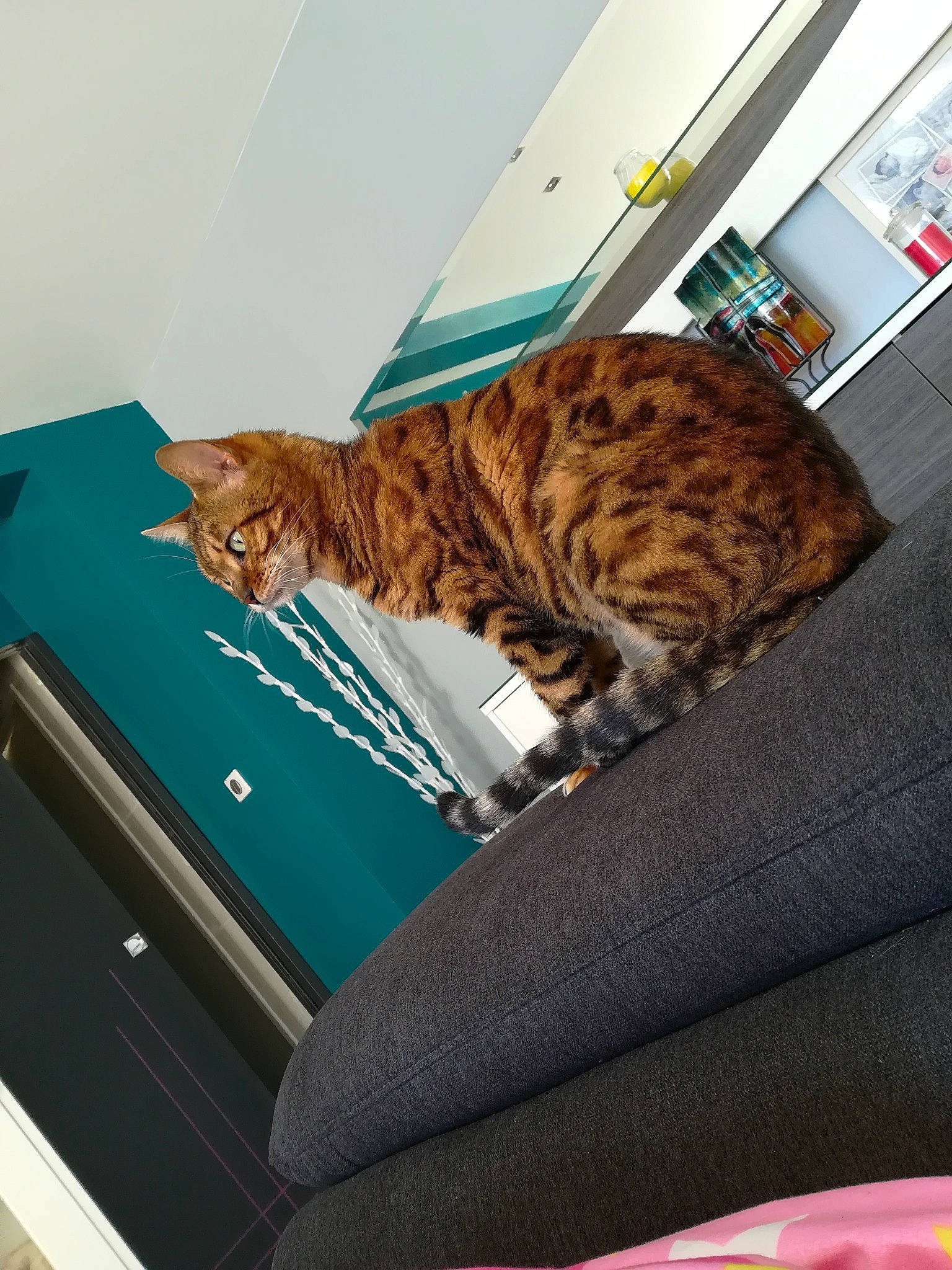 Didi participe au concours pour gagner de l'argent avec cette photo : american_shorthair, bengal, carnivore, cat, domestic_short_haired_cat, dragon_li, european_shorthair, felidae, fur, kitten, ocicat, small_to_medium_sized_cats, tabby_cat, toyger, whiskers