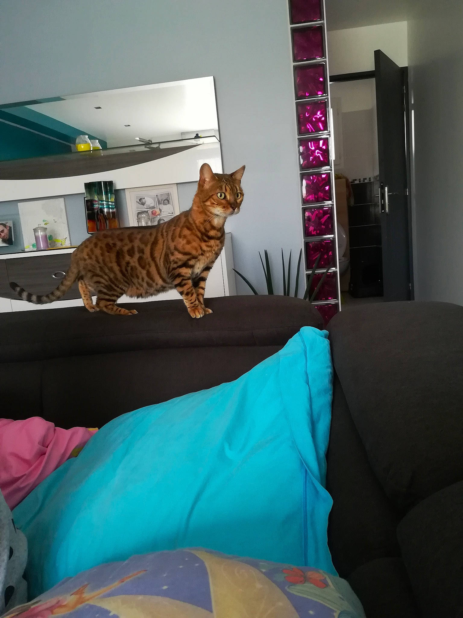 Didi participe au concours pour gagner de l'argent avec cette photo : bed, bengal, carnivore, cat, couch, european_shorthair, fawn, felidae, fur, furniture, home, house, interior_design, kitten, living_room, ocicat, room, small_to_medium_sized_cats, tabby_cat, whiskers