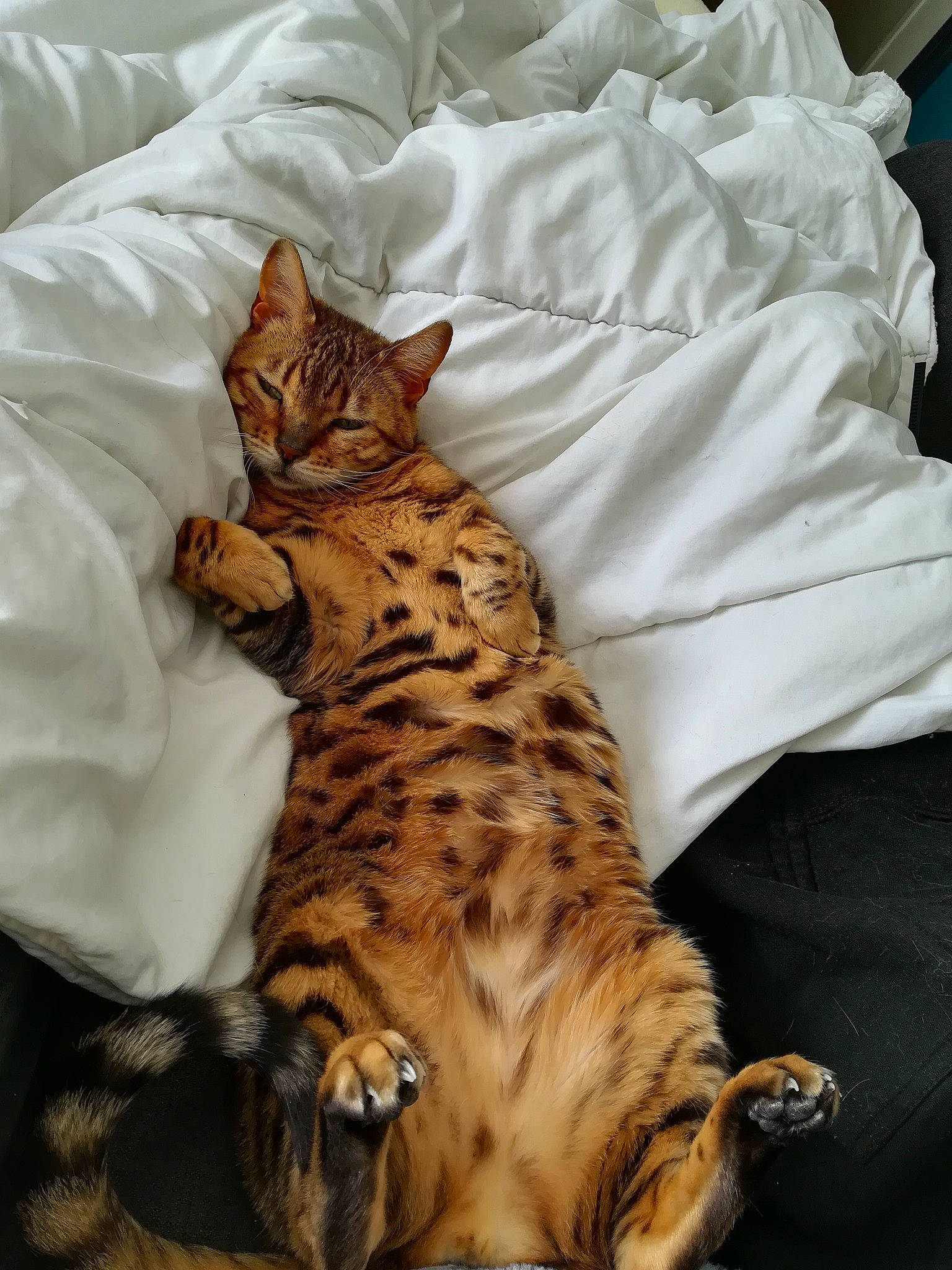 Didi a rejoint le concours — aidez-le/la à gagner de superbes lots ! american_shorthair, asian, australian_mist, bengal, carnivore, cat, dragon_li, egyptian_mau, european_shorthair, felidae, kitten, mammal, ocicat, savannah, small_to_medium_sized_cats, sokoke, tabby_cat, toyger, vertebrate, whiskers