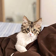 Laila is registered to the contest to win money with this photo: animal, bedroom, brown_blanket, cat, cozy, curious, cute, ears, eyes, fur, indoor, kitten, pet, portrait, resting, soft, tabby, whiskers, white_fur, young
