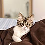 animal, bedroom, brown_blanket, cat, cozy, curious, cute, ears, eyes, fur, indoor, kitten, pet, portrait, resting, soft, tabby, whiskers, white_fur, young