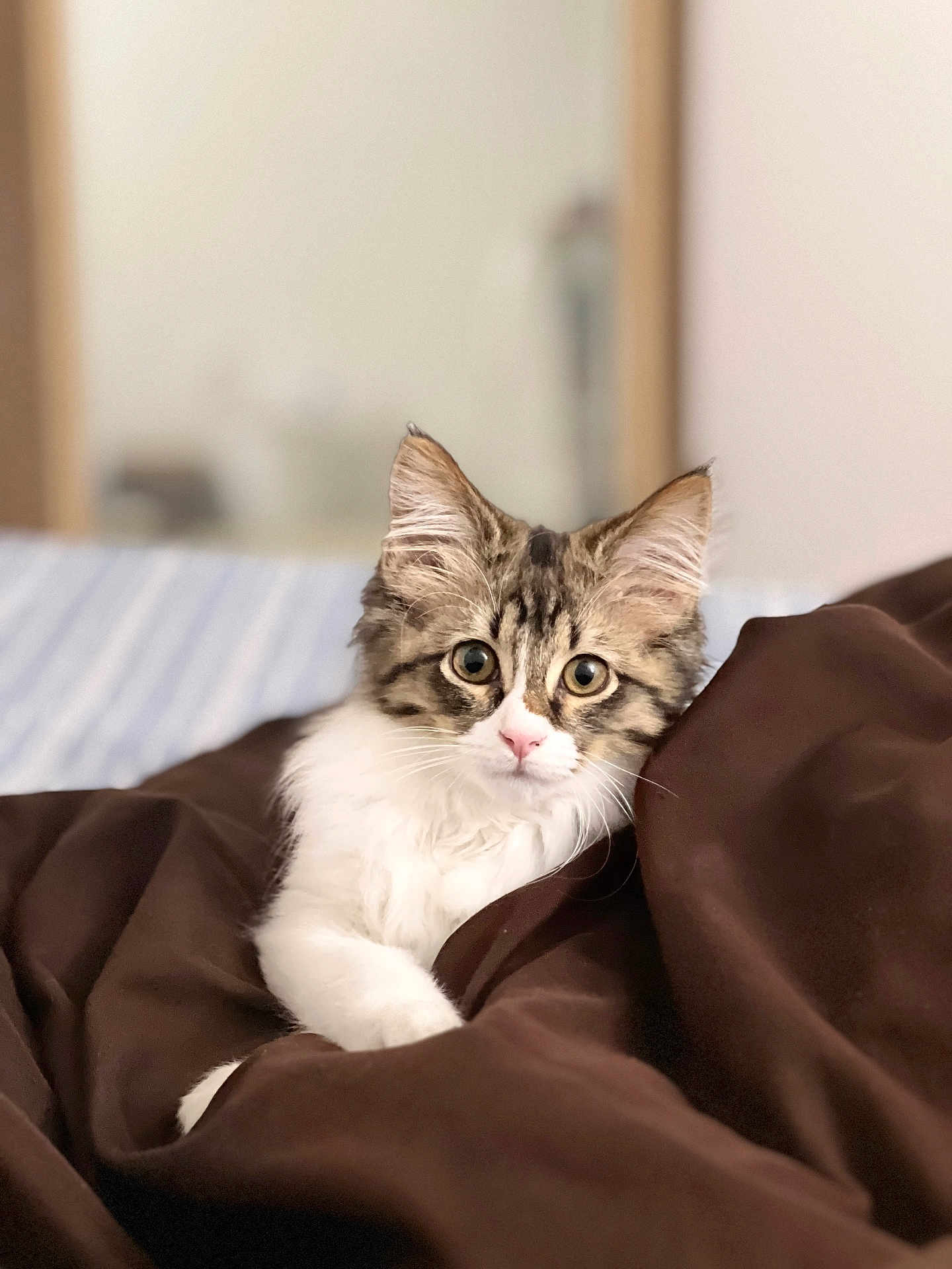 Laila
