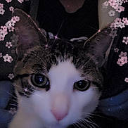 Patchy is registered to the contest to win money with this photo: cat, pet, close_up, feline, whiskers, pink_nose, eyes, ears, tabby, white_fur, portrait, floral_overlay, sparkles, filter, indoor, dark_background, cozy, face, nose, gaze