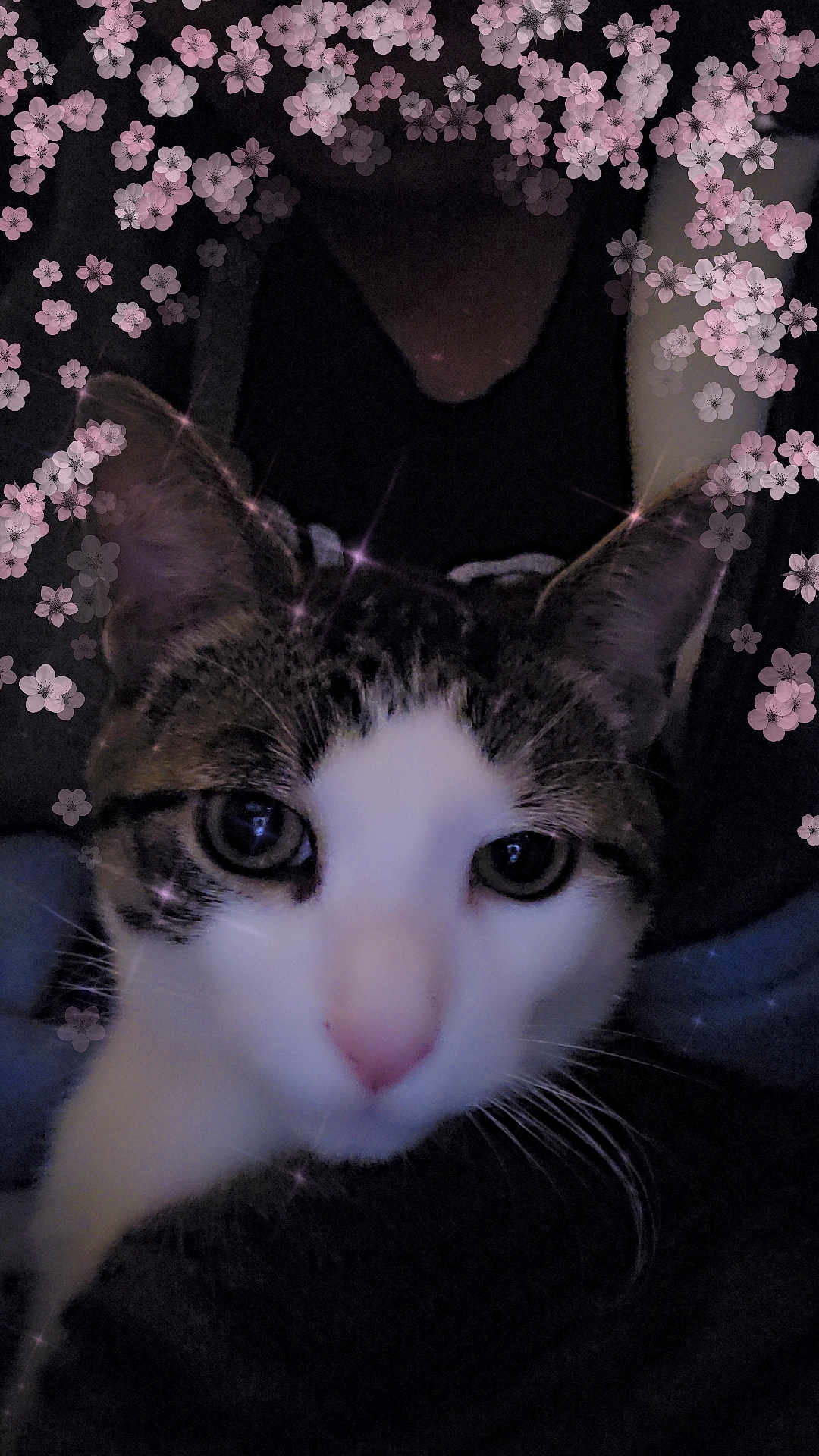Patchy is registered to the contest to win money with this photo: cat, pet, close_up, feline, whiskers, pink_nose, eyes, ears, tabby, white_fur, portrait, floral_overlay, sparkles, filter, indoor, dark_background, cozy, face, nose, gaze