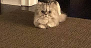 Door joined the competition — help win amazing prizes! cat, fluffy, carpet, indoor, doorway, serious, pet, animal, feline, fur, resting, home, room, floor, cute, small, domestic, mammal, calm, quiet