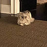 cat, fluffy, carpet, indoor, doorway, serious, pet, animal, feline, fur, resting, home, room, floor, cute, small, domestic, mammal, calm, quiet