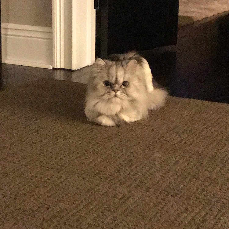 Door joined the competition — help win amazing prizes! cat, fluffy, carpet, indoor, doorway, serious, pet, animal, feline, fur, resting, home, room, floor, cute, small, domestic, mammal, calm, quiet