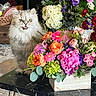 Door is registered to the contest to win money with this photo: cat, fluffy_cat, persian_cat, tongue_out, flower_arrangement, bouquet, colorful_flowers, roses, hydrangea, table, indoor, home_interior, plant, greenery, decor, furniture, marble_table, playful, pet, cute