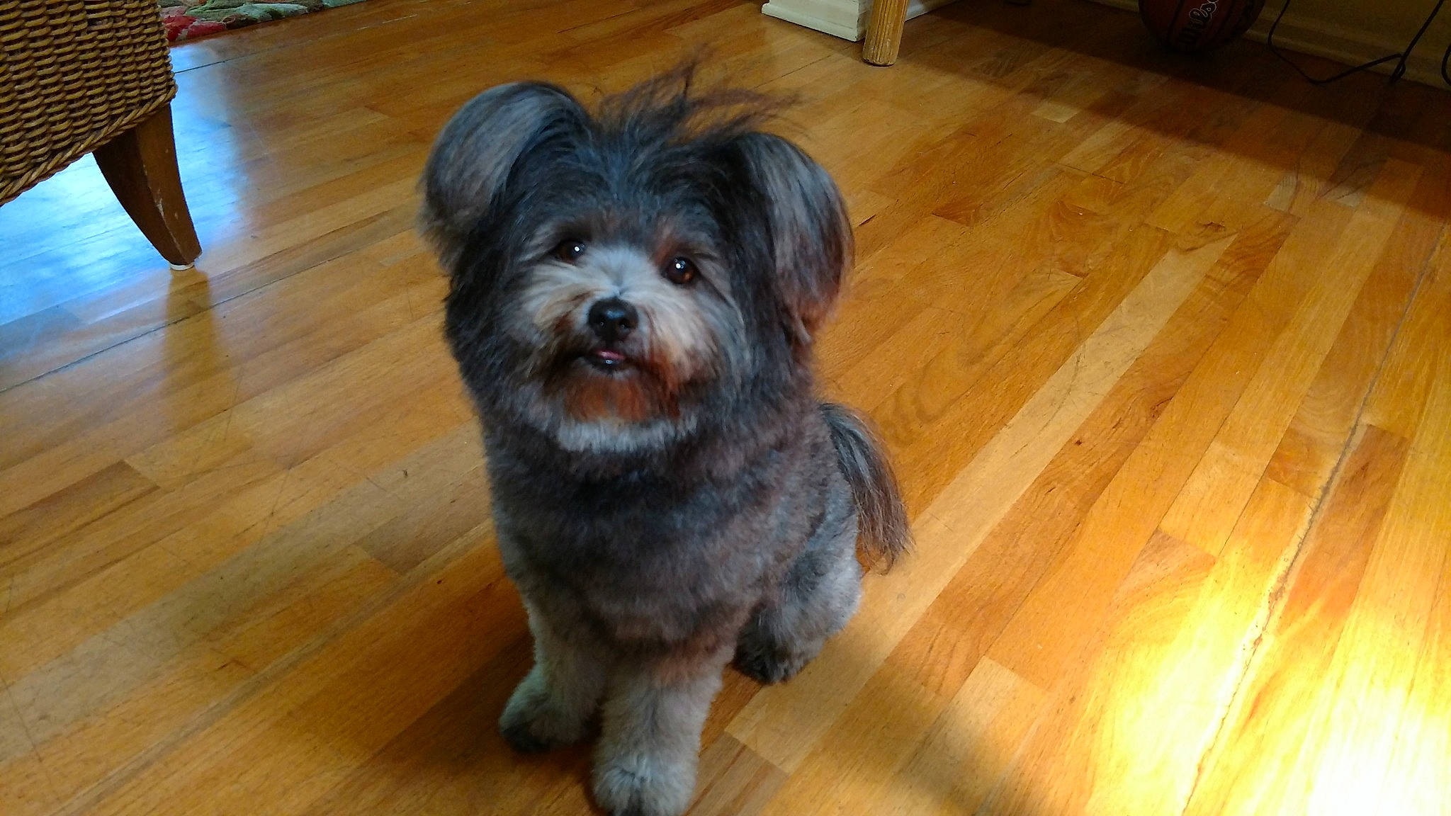 Oasis is registered to the contest to win money with this photo: carnivore, companion_dog, dog, dog_breed, floor, flooring, fur, hardwood, laminate_flooring, liver, plank, small_terrier, snout, terrier, toy_dog, varnish, wood, wood_flooring, wood_stain, working_animal