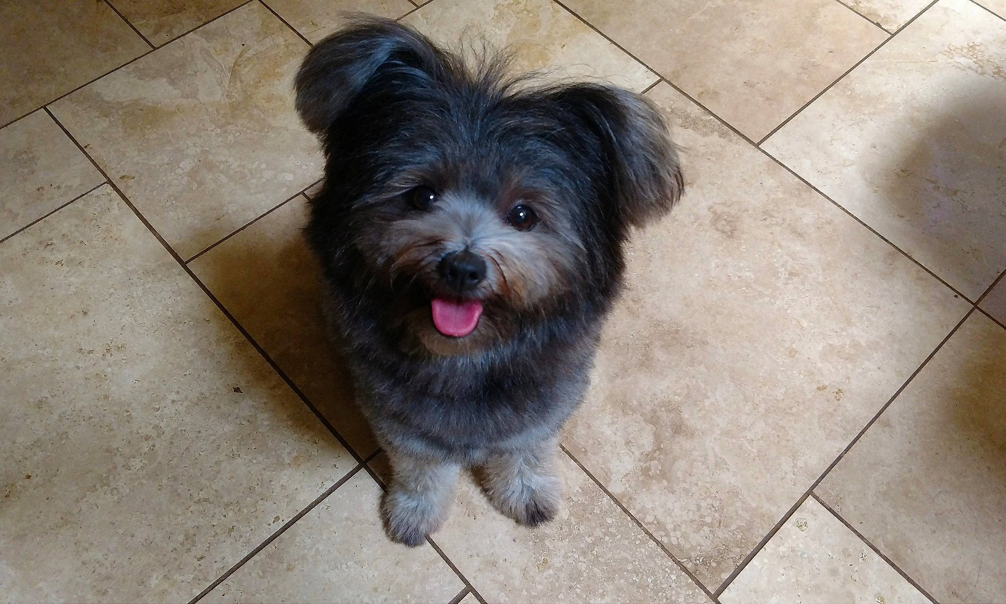 Oasis joined the competition — help win amazing prizes! canidae, carnivore, companion_dog, dog, dog_breed, dog_supply, flooring, fur, liver, maltepoo, poodle_crossbreed, road_surface, shih_poo, small_terrier, snout, sporting_group, terrier, tile_flooring, toy_dog, working_animal