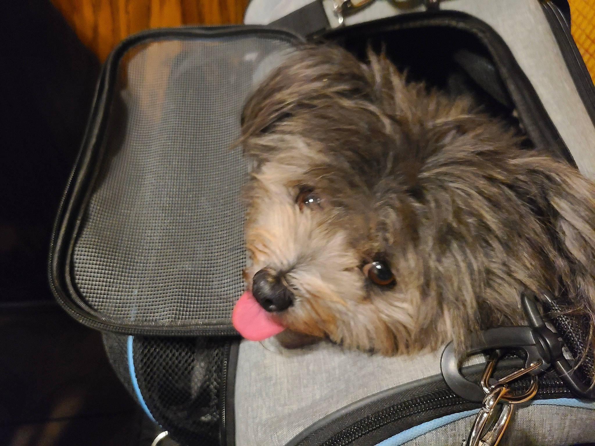 Oasis joined the competition — help win amazing prizes! biewer_terrier, canidae, carnivore, chair, collar, comfort, companion_dog, dog, dog_breed, dog_supply, fur, mal_shi, maltepoo, shih_poo, small_terrier, snout, sporting_group, terrier, toy_dog, working_animal