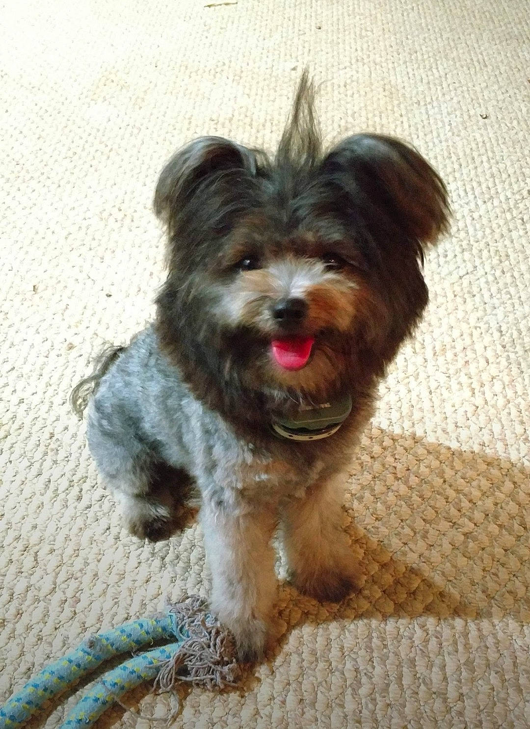 Oasis joined the competition — help win amazing prizes! biewer_terrier, canidae, carnivore, companion_dog, dog, dog_breed, dog_supply, fur, liver, maltepoo, non_sporting_group, puppy, small_terrier, snout, sporting_group, terrier, toy_dog, water_dog, working_animal, yorkipoo