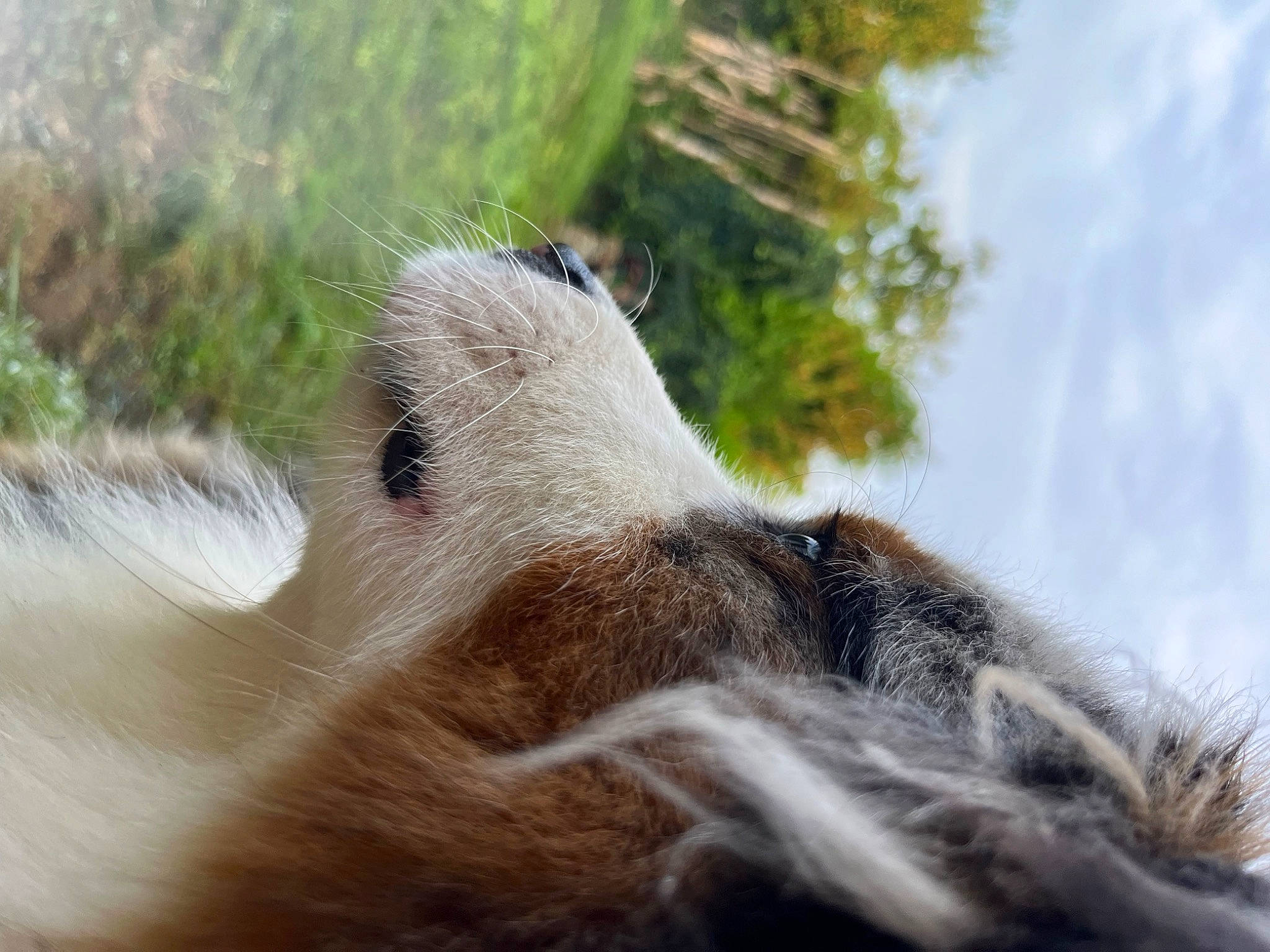 Snow participe au concours pour gagner de l'argent avec cette photo : dog_breed, fawn, felidae, fur, grass, marsupial, paw, plant, snout, sporting_group, tail, terrestrial_animal, tree, whiskers, wildlife, wood